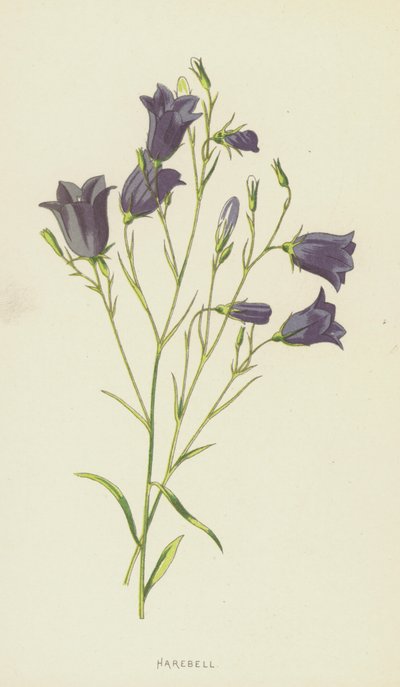 Glockenblume von Frederick Edward Hulme