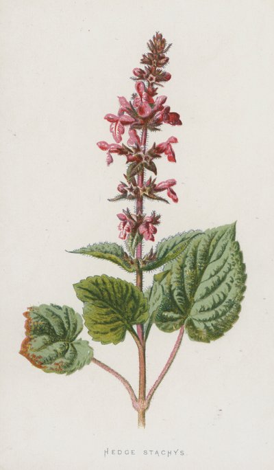 Zaun-Stachys von Frederick Edward Hulme
