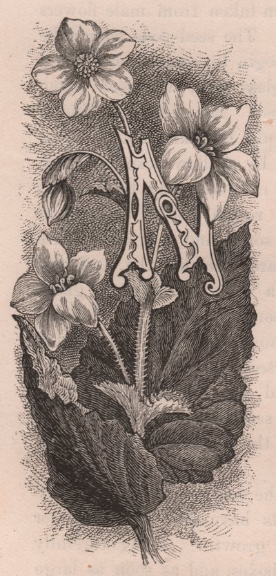 Buchstabe N, Initiale, Gravur, ca. 10x5 cm, von Frederick Edward Hulme aus 