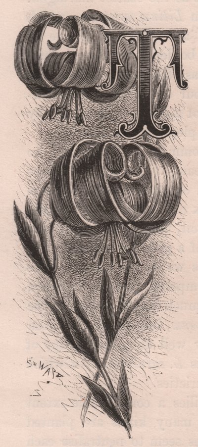 Buchstabe T, Initiale, Gravur, ca. 10x5 cm, von Frederick Edward Hulme aus 