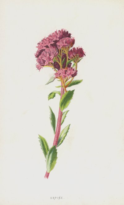 Fetthenne von Frederick Edward Hulme