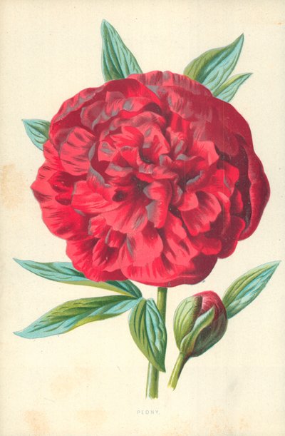 Pfingstrose von Frederick Edward Hulme