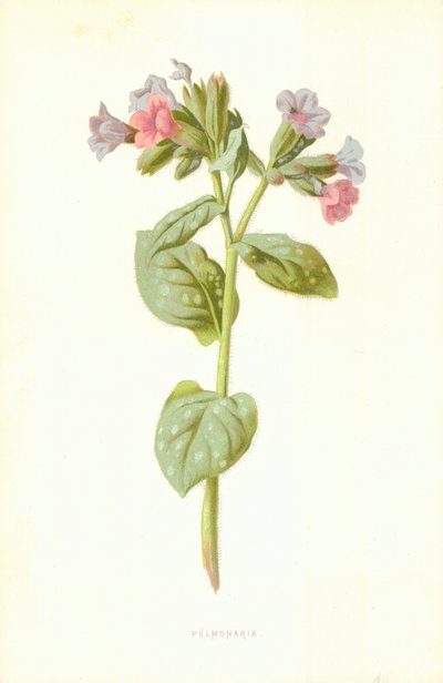Lungenkraut von Frederick Edward Hulme