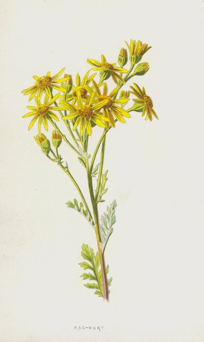 Greiskraut von Frederick Edward Hulme