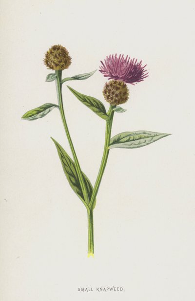 Kleine Flockenblume von Frederick Edward Hulme