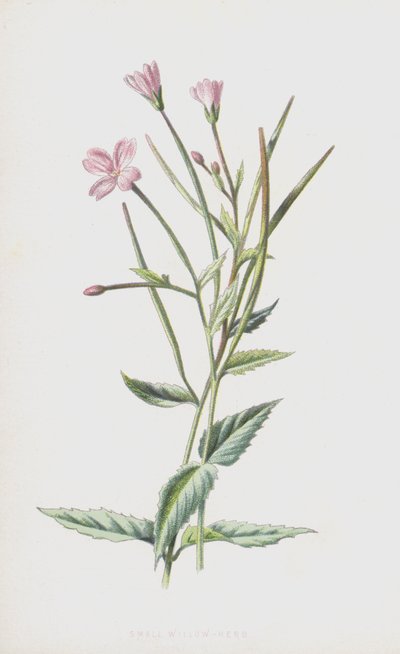 Kleinblütiges Weidenröschen von Frederick Edward Hulme