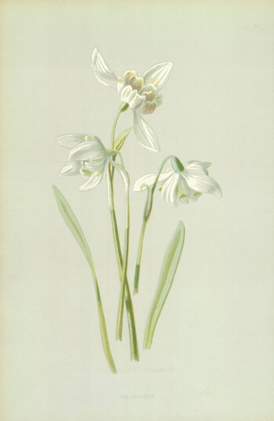 Schneeglöckchen von Frederick Edward Hulme