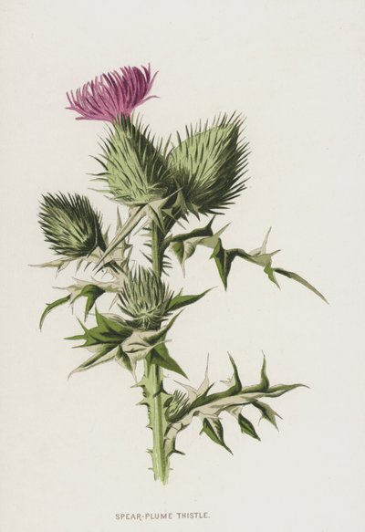 Speer-Federdistel von Frederick Edward Hulme