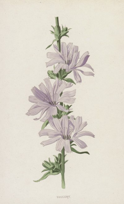 Wegwarte von Frederick Edward Hulme