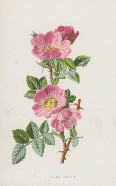 Hundsrose von Frederick Edward Hulme