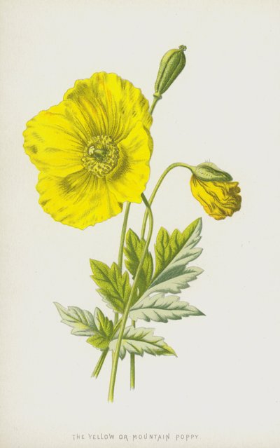 Gelber oder Bergmohn von Frederick Edward Hulme