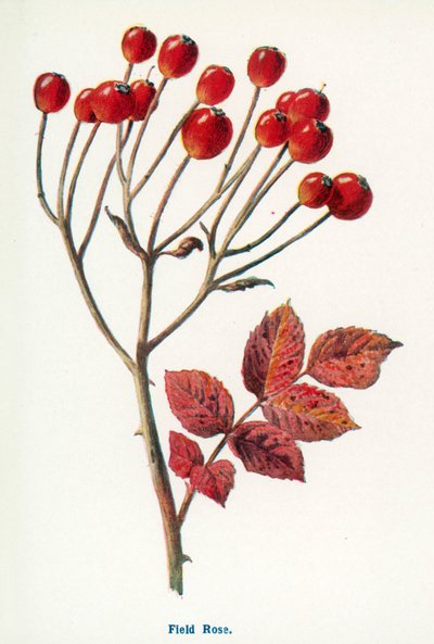 Wilde Früchte der Landschaft: Feldrose von Frederick Edward Hulme
