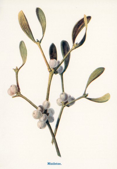 Wilde Früchte der Landschaft: Mistel von Frederick Edward Hulme