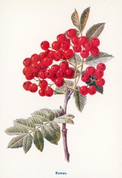 Wilde Früchte der Landschaft: Eberesche von Frederick Edward Hulme