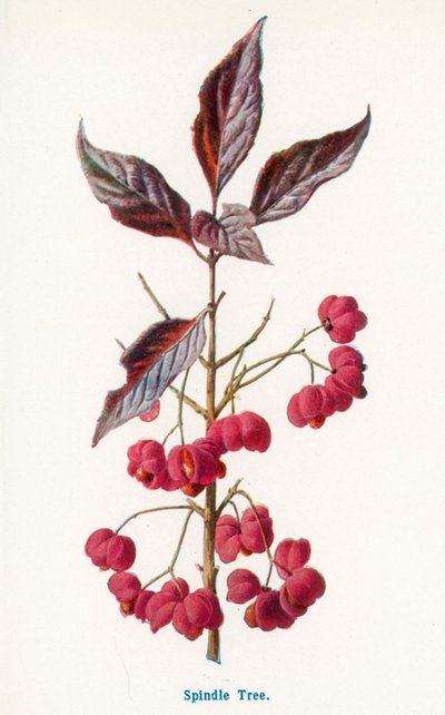 Wilde Früchte der Landschaft: Spindelbaum von Frederick Edward Hulme