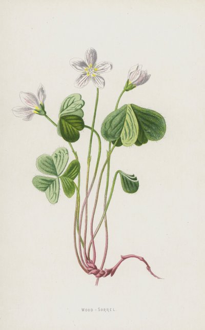 Sauerklee von Frederick Edward Hulme