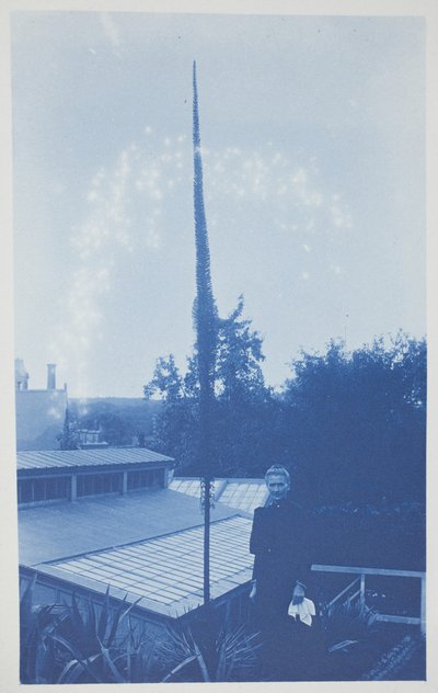 Ohne Titel, spätes 19. bis frühes 20. Jahrhundert von Frederick K. Coulson