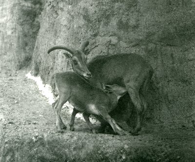 Ein Berberschaf, das ihr Lamm auf den Mappin-Terrassen füttert, Londoner Zoo, August 1927 von Frederick William Bond