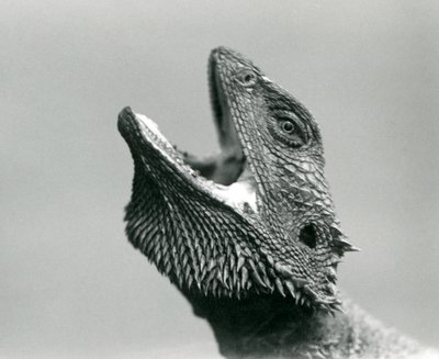 Ein Bartagame schaut nach oben und gähnt, London Zoo, August 1928 von Frederick William Bond