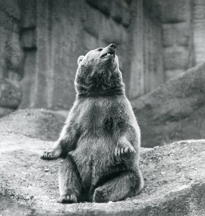 Ein Braunbär sitzt auf einem felsigen Vorsprung im Londoner Zoo im September 1927 von Frederick William Bond