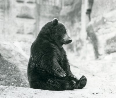 Ein Braunbär sitzt auf den Felsen der Mappin Terrassen, Londoner Zoo, Juni 1928 von Frederick William Bond