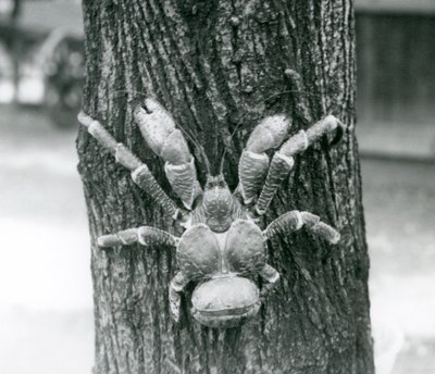 Eine Kokosnusskrabbe, oder Räuberkrabbe, klettert auf einen Baum, Londoner Zoo, Juli 1927 von Frederick William Bond