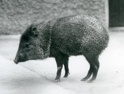 Ein Kragenpekari im Londoner Zoo, 1927 von Frederick William Bond