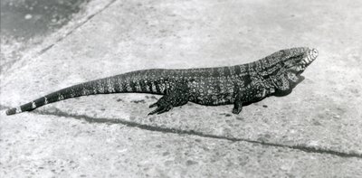 Ein GemeinerGoldGoldenerSchwarzerKolumbianischer Tegu oder Tigerlizard im Londoner Zoo im August 1926 von Frederick William Bond
