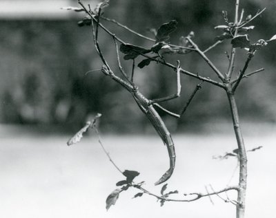 Ein Riesengespenst auf einem Zweig getarnt im Londoner Zoo im Jahr 1923 von Frederick William Bond