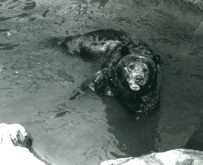Ein Grizzlybär badet in seinem Pool im Londoner Zoo 1924 von Frederick William Bond