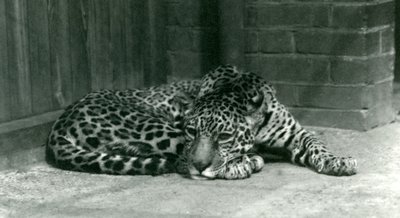 Ein Jaguar ruht im Londoner Zoo im Juni 1924 von Frederick William Bond