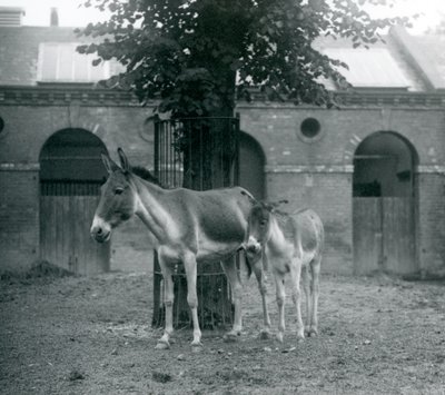 Ein Kiang und ihr Fohlen, die unter einem Baum in ihrem Paddock stehen, Londoner Zoo, August 1927 von Frederick William Bond