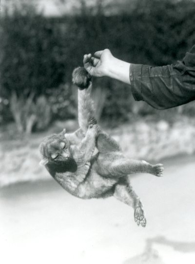 Ein Kinkajou, der an seinem Greifschwanz vom Finger eines Pflegers hängt, Londoner Zoo, September 1925 von Frederick William Bond