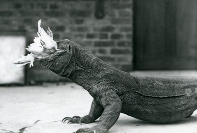 Ein Komodowaran frisst ein Huhn im Londoner Zoo im August 1928 von Frederick William Bond