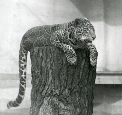 Ein Leopard liegt auf einem Baumstumpf mit herabhängendem Schwanz, London Zoo von Frederick William Bond