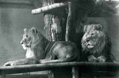 Ein Löwe und eine Löwin ruhen auf einer hohen Plattform in ihrem Gehege, London Zoo 1929 von Frederick William Bond