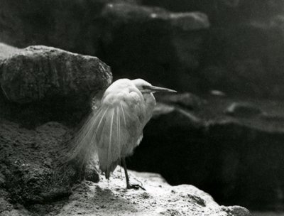 Ein Seidenreiher ruht zwischen Felsen im London Zoo im Jahr 1930 (s/w Foto) von Frederick William Bond