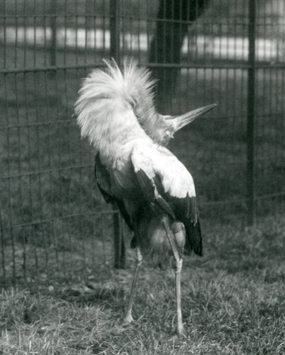 Ein Maguaristorch führt die Auf-und-Ab-Anzeige durch, London Zoo, Juli 1925 von Frederick William Bond