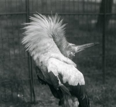 Ein Maguaristorch führt die Auf-und-Ab-Anzeige durch, London Zoo, Juli 1925 von Frederick William Bond