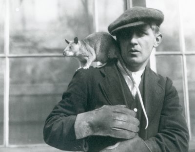 Eine madagassische Riesenspringratte sitzt auf der Schulter ihres Wärters, Londoner Zoo von Frederick William Bond