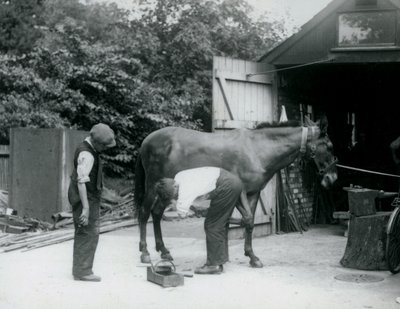 Ein Maultier wird im London Zoo im Jahr 1924 beschlagen von Frederick William Bond