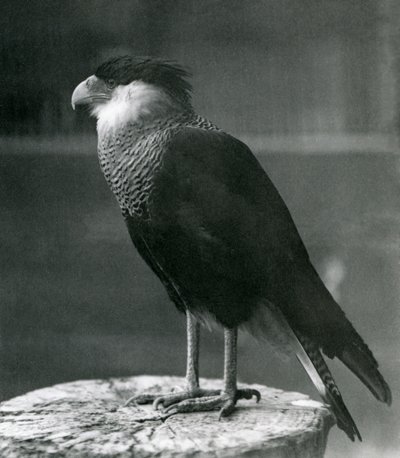 Ein nördlicher Kammkarakara im Londoner Zoo, vor 1930 von Frederick William Bond