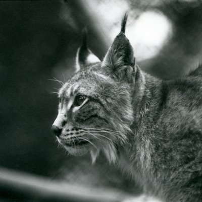 Ein Nordluchs im London Zoo, Juli 1925 von Frederick William Bond