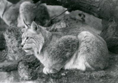 Ein Nordluchs, der auf einem Felsen sitzt, Londoner Zoo, Oktober 1925 von Frederick William Bond