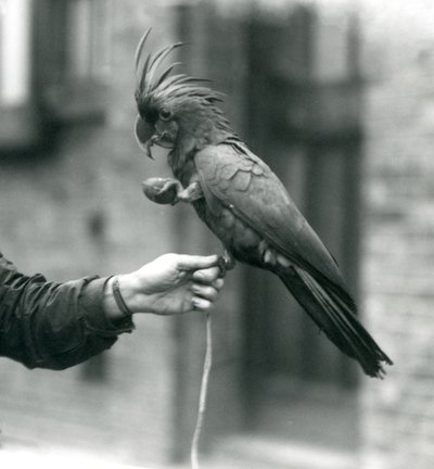 Ein Palm-Goliath-Großer Schwarzer Kakadu hält sich mit einem Fuß am Finger eines Wärters fest und hält mit dem anderen einen eiförmigen Leckerbissen, Londoner Zoo, September 1927 von Frederick William Bond