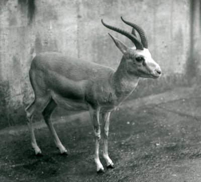 Eine persische, geißenartige oder schwarzschwänzige Gazelle im Londoner Zoo, August 1927 von Frederick William Bond