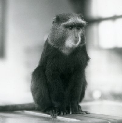 Ein Plutoaffe oder Blauer Affe, sitzend auf einer Bank, London Zoo von Frederick William Bond