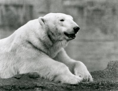 Ein Eisbär ruht auf einem felsigen Vorsprung im Londoner Zoo im Jahr 1931 von Frederick William Bond