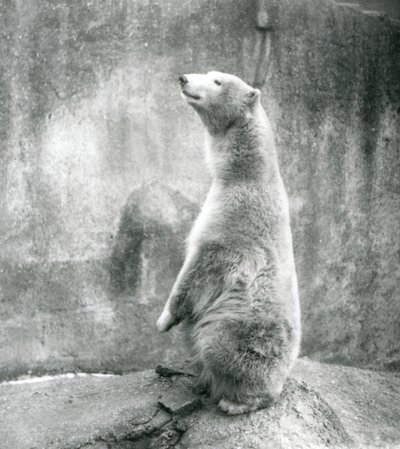 Ein Eisbär sitzt auf seinen Hinterbeinen im London Zoo im Jahr 1929 (s/w Foto) von Frederick William Bond