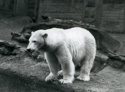 Ein Eisbär steht am Rand seines Geheges am Fuße der Mappin-Terrassen, Londoner Zoo, September 1928 von Frederick William Bond